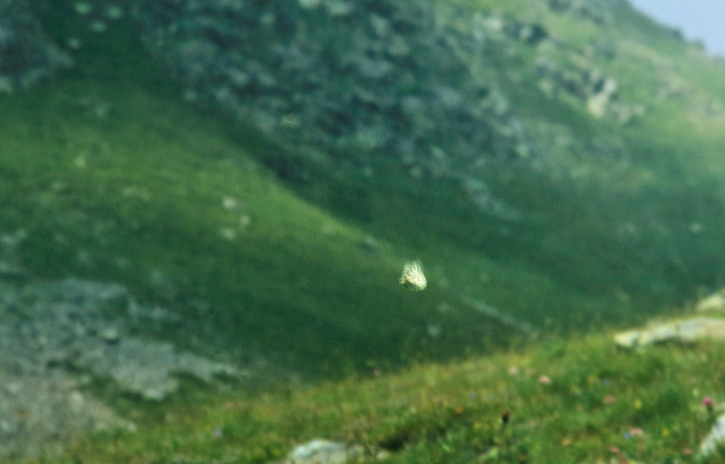Alpeapollo, Parnassius phoebus ssp.: sacerdos (Stichel, 1906) f. gazeli. Madone de Fenestre Elevation: 2050 m, Alps Maritime, sydøstlige Frankrig Ultimo juli 1988. Fotograf; Lars Andersen