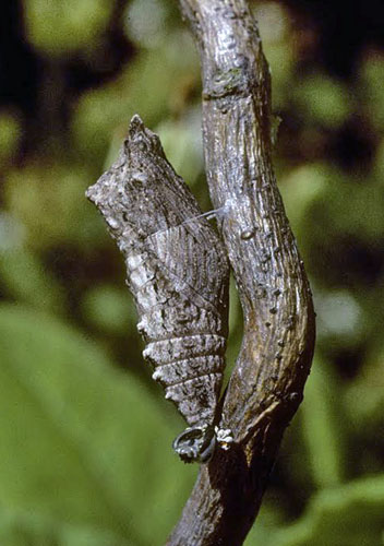 Korsikansk Svalehale, Papilio hospiton puppe. Fotograf; Tom Nygaard Kristensen