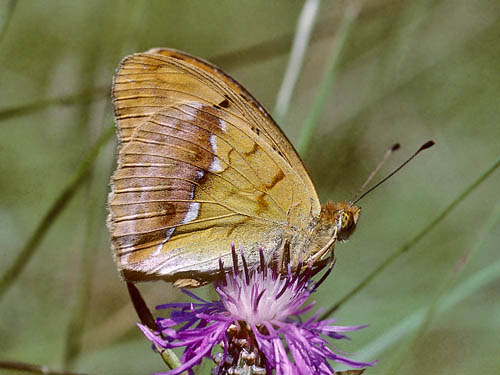 stlig Perlemorsommerfugl, Argynnis laodice. Bialowieza skoven, Polen Juli 2001. Fotograf; Tom Nygaard Kristensen