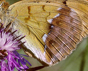 stlig Perlemorsommerfugl, Argynnis laodice. Bialowieza skoven, Polen Juli 2001. Fotograf; Tom Nygaard Kristensen