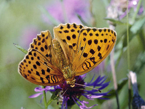 stlig Perlemorsommerfugl, Argynnis laodice. Bialowieza skoven, Polen Juli 2001. Fotograf; Tom Nygaard Kristensen