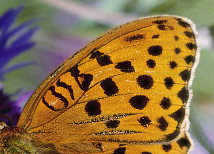 ?stlig Perlemorsommerfugl, Argynnis laodice. Bialowieza skoven, Polen Juli 2001. Fotograf; Tom Nygaard Kristensen