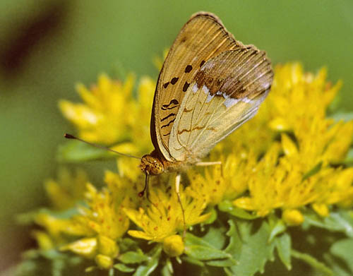 stlig Perlemorsommerfugl, Argynnis laodice. Bialowieza skoven, Polen Juli 2001. Fotograf; Tom Nygaard Kristensen