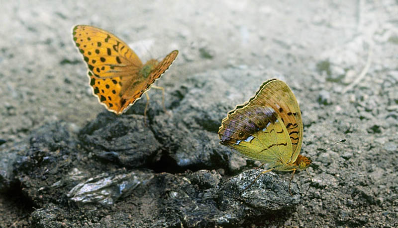 stlig Perlemorsommerfugl, Argynnis laodice. Ussuriregionen, Sibirien juli 2002. Fotograf; Tom Nygaard Kristensen