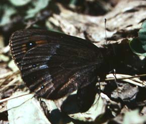 Erebia meolans. La Madonna de Fenestre, 1500 m.h. Alps Maritime. Juli 1988. Fotograf: Lars Andersen