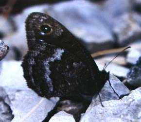 Satyrus ferula. Var, 500 m.h. Alps Maritime, Sydfrankrig. Juli 1988. Fotograf: Lars Andersen