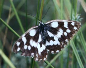 Melanargia galathea,  St-Martin-Vesubie 1100 m.h. Alps Maritime, Sydfrankrig. Juli 1988. Fotograf: Lars Andersen