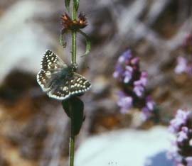 Sydlig Spttet Bredpande, Pyrgus malvoides. Sydfrankrig. Medio maj 1987. Fotograf: Lars Andersen