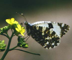 Euchloe ausonia. Draguignan, Provence,maj 1987 Fotograf: Lars Andersen