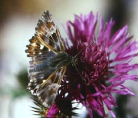  Carcharodus boeticus. Draguignan, Provence,maj 1987 Fotograf: Lars Andersen