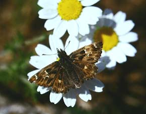  Carcharodus boeticus. Draguignan, Provence,maj 1987 Fotograf: Lars Andersen