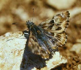 Katostbredpande, Carcharodus alceae. Draguignan, Provence,maj 1987 Fotograf: Lars Andersen