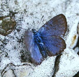 Timianblfugl, Pseudophilotes baton.  Draguignan, Provence,maj 1987 Fotograf: Lars Andersen