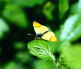 Gul Aurora  Anthocharis belia, han. Draguignan, Provence,maj 1987 Fotograf: Lars Andersen