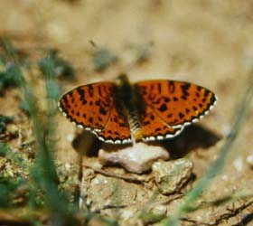 Rd Pletvinge, Melitaea didyma. Draguignan, Provence,maj 1987 Fotograf: Lars Andersen