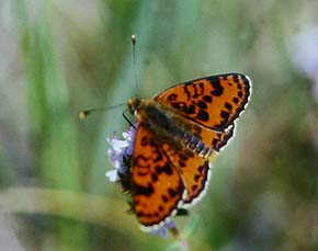 Rd pletvinge, Melitaea didyma. Draguignan, Provence,maj 1987 Fotograf: Lars Andersen