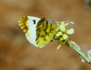 Gul Aurora  Anthocharis belia, hun p foderplanten. Draguignan, Provence,maj 1987 Fotograf: Lars Andersen