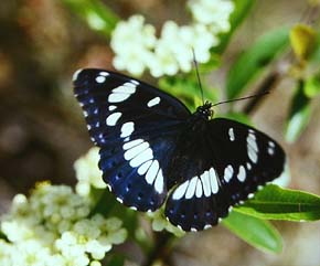 Sydlig hvid admiral, Limenitis reducta. La Gaude, Alps Maritime, Sydfrankrig. Maj 1987. Fotograf: Lars Andersen