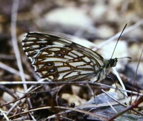 Melanargia occitanica, Cortignac, Sydfrankrig. Maj 1987 Fotograf: Lars Andersen