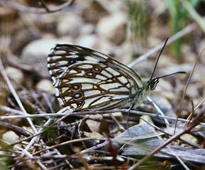 Melanargia occitanica, Cortignac, Sydfrankrig. Maj 1987 Fotograf: Lars Andersen