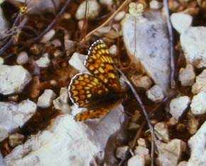 Melitaea phoebe. Draguignan, Provence,maj 1987 Fotograf: Lars Andersen