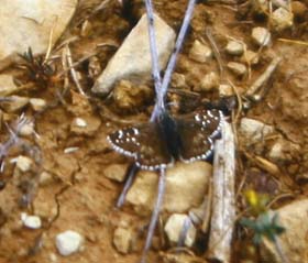 Skrbredpande, Pyrgus serratulae. Cortignac, Provence, maj 1987 Fotograf: Lars Andersen