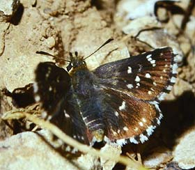 Bibernellebredpande, Spialia sertorius. Draguignan, Provence,maj 1987 Fotograf: Lars Andersen