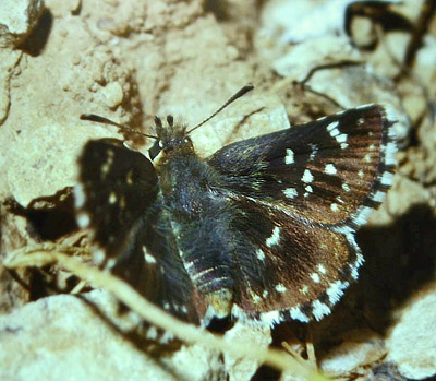 Bibernellebredpande, Spialia sertorius. Draguignan, Provence,maj 1987 Fotograf: Lars Andersen