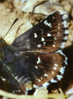 Bibernellebredpande, Spialia sertorius. Draguignan, Provence,maj 1987 Fotograf: Lars Andersen