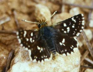 Bibernellebredpande, Spialia sertorius. Draguignan, Provence,maj 1987 Fotograf: Lars Andersen