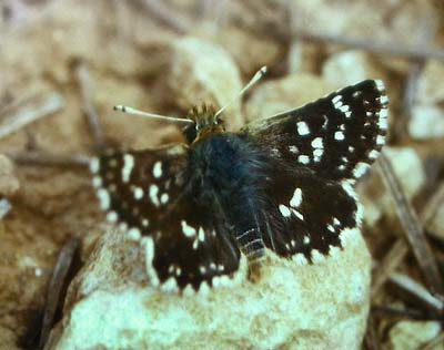 Bibernellebredpande, Spialia sertorius. Draguignan, Provence,maj 1987 Fotograf: Lars Andersen