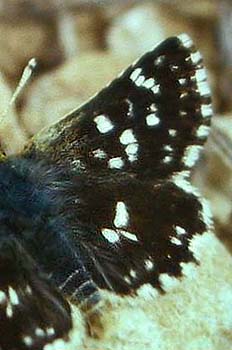 Bibernellebredpande, Spialia sertorius. Draguignan, Provence,maj 1987 Fotograf: Lars Andersen