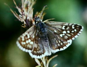 Pyrgus carthami. Draguignan, Provence,maj 1987 Fotograf: Lars Andersen