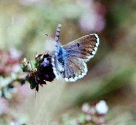 Timianblfugl, Scolitantides baton.  Draguignan, Provence,maj 1987 Fotograf: Lars Andersen