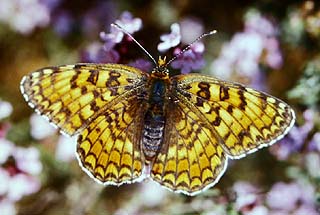 Melitaea phoebe. Draguignan, Provence,maj 1987 Fotograf: Lars Andersen