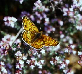 Melitaea phoebe. Draguignan, Provence,maj 1987 Fotograf: Lars Andersen