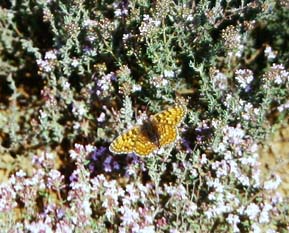 Melitaea phoebe. Draguignan, Provence,maj 1987 Fotograf: Lars Andersen