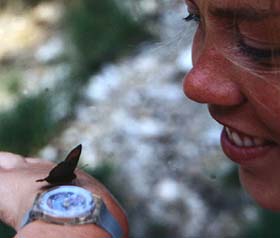 Erebia ligea. Lac Negre 1800 m.h. Alps maritime,Sydfrankrig. Juli 1988. Fotograf: Lars Andersen