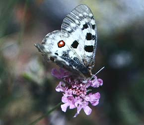 Apollo, Parnassius apollo ssp.: provincialis (Kheil, 1906). La madona de fenestre 1600 m.h. Alps maritime,Sydfrankrig. Juli 1988. Fotograf: Lars Andersen