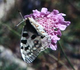 Apollo, Parnassius apollo ssp.: provincialis (Kheil, 1906). La madona de fenestre 1600 m.h. Alps maritime,Sydfrankrig. Juli 1988. Fotograf: Lars Andersen