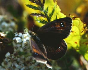 Erebia meolans? La madonna de fenestre 1800 m.h. Alps maritime,Sydfrankrig. Juli 1988. Fotograf: Lars Andersen