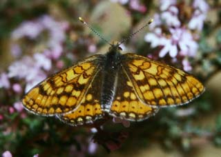  Hedepletvinge, Euphrydryas aurinia. Draguignan, Provence,maj 1987 Fotograf: Lars Andersen