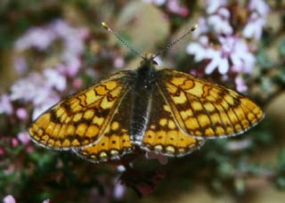  Hedepletvinge, Euphrydryas aurinia. Draguignan, Provence,maj 1987 Fotograf: Lars Andersen