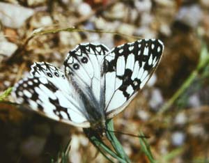 Melanargia occitanica, Cortignac, Sydfrankrig. Maj 1987 Fotograf: Lars Andersen