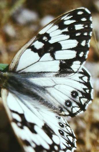 Melanargia occitanica, Cortignac, Sydfrankrig. Maj 1987 Fotograf: Lars Andersen