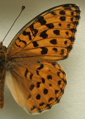 Moroccan High Brown Fritillary Argynnis auresiana (Fruhstorfer, 1908) male. Leg. Morten S. Mølgaard. Aalborg d 31 october 2010. Photographer; Lars Andersen