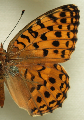 Moroccan High Brown Fritillary Argynnis auresiana (Fruhstorfer, 1908) female. Leg. Morten S. Mølgaard. Aalborg d 31 october 2010. Photographer; Lars Andersen