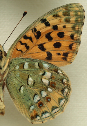 Moroccan High Brown Fritillary Argynnis auresiana (Fruhstorfer, 1908) male. Leg. Morten S. Mølgaard. Aalborg d 31 october 2010. Photographer; Lars Andersen