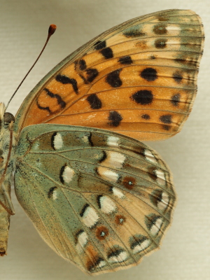 Moroccan High Brown Fritillary Argynnis auresiana (Fruhstorfer, 1908) female. Leg. Morten S. Mølgaard. Aalborg d 31 october 2010. Photographer; Lars Andersen