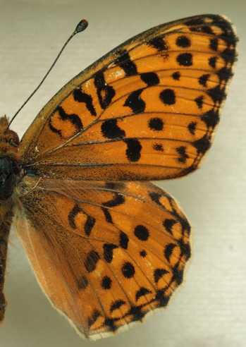 Argynnis auresiana ssp. astrifera (Higgins, 1965) male.Leg. Morten S. Mølgaard. Aalborg d 31 october 2010. Photographer; Lars Andersen